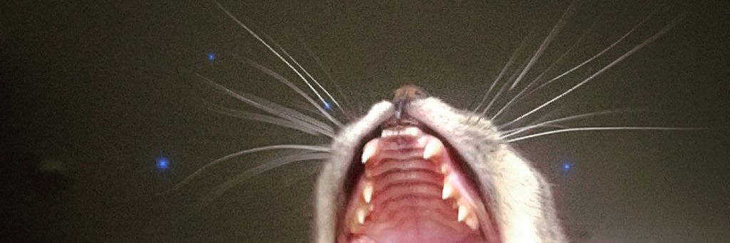 CoteSamara's profile banner image