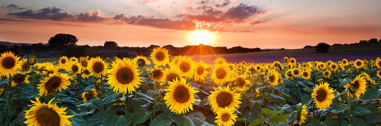 Rachel_Wilson11's profile banner image