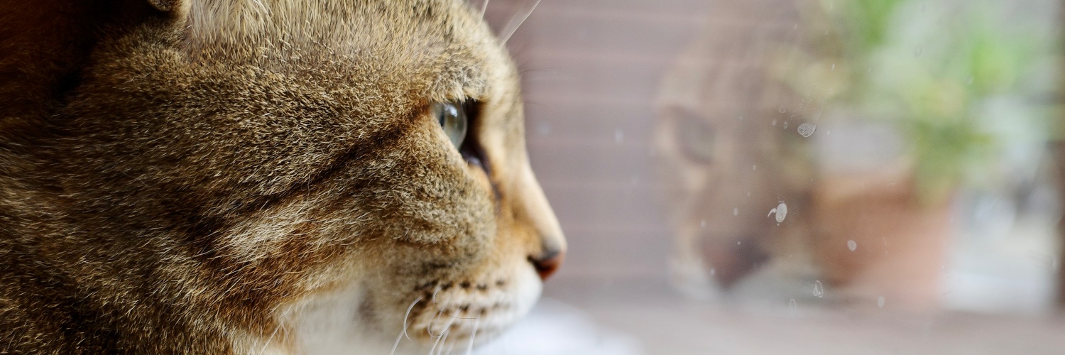 nora-san banner