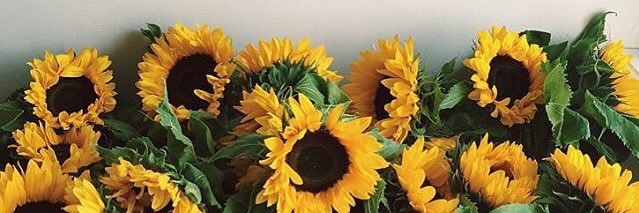 Sara_Bluhm's profile banner image