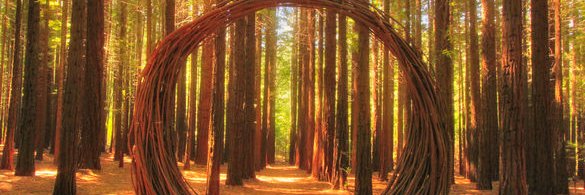 Not a Chicken. Just Don't Like Donalds banner