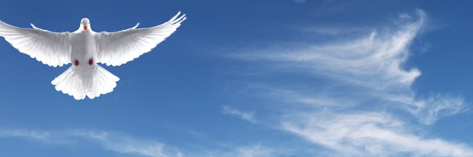 Marcioflexa's profile banner image