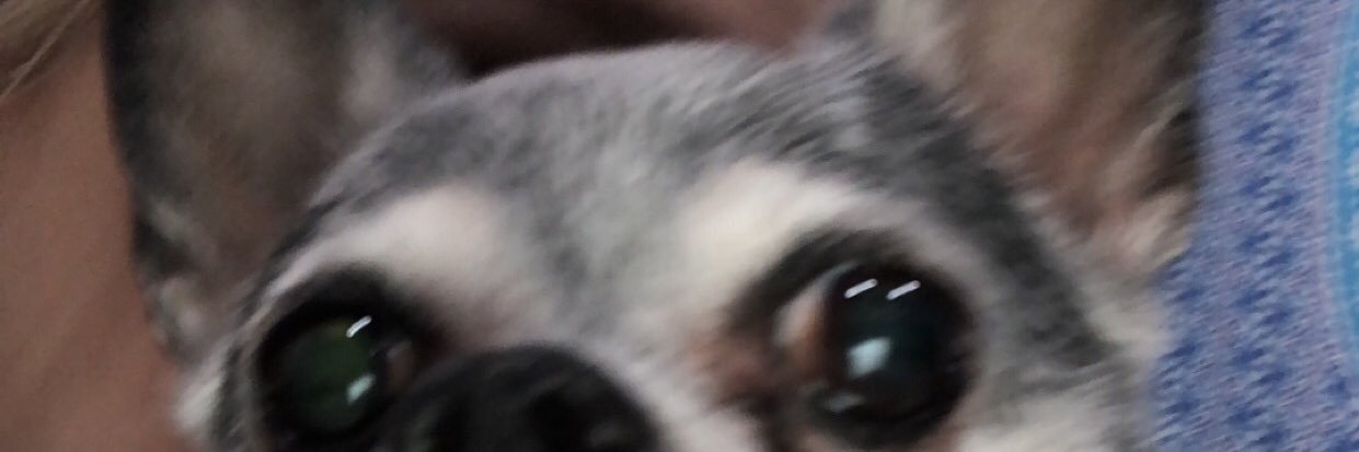 SavanahHolmes's profile banner image