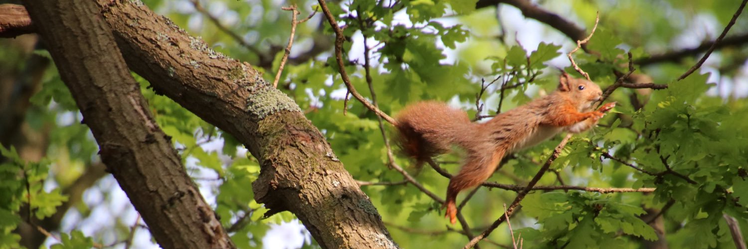 Metha de Vos 🇨🇭🏯🚠 banner