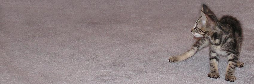 hunter green 🌊 🐙 9❤️ banner
