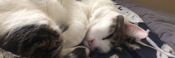 Stephanie_Obes Profile Banner