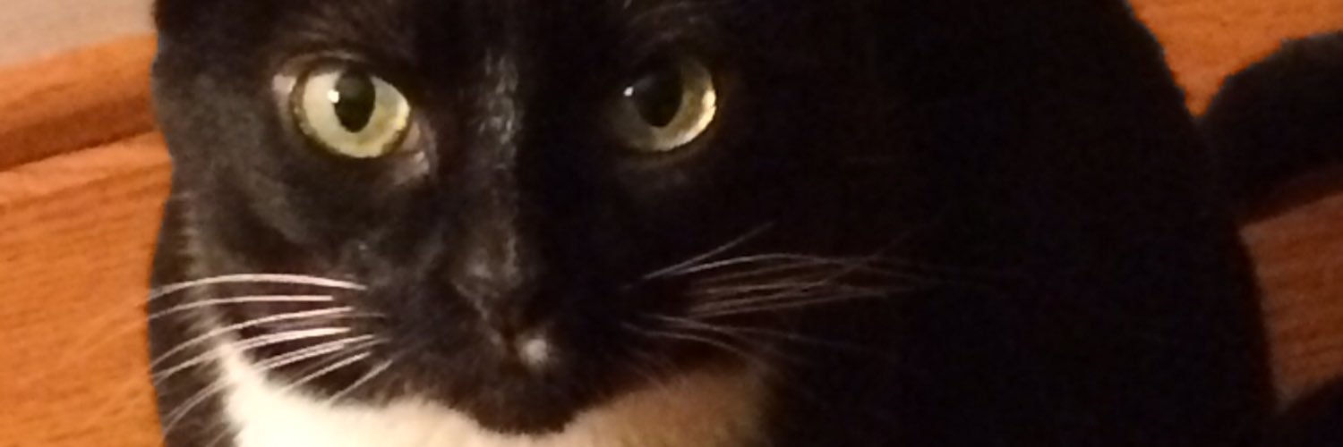DenalitheCat's profile banner image