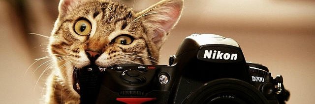 GiulaScarda's profile banner image