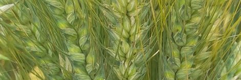 HabteWheat's profile banner image