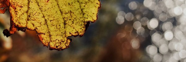 wolbadger Profile Banner