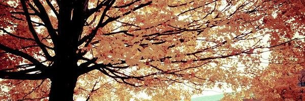 IrfaSakinah's profile banner image
