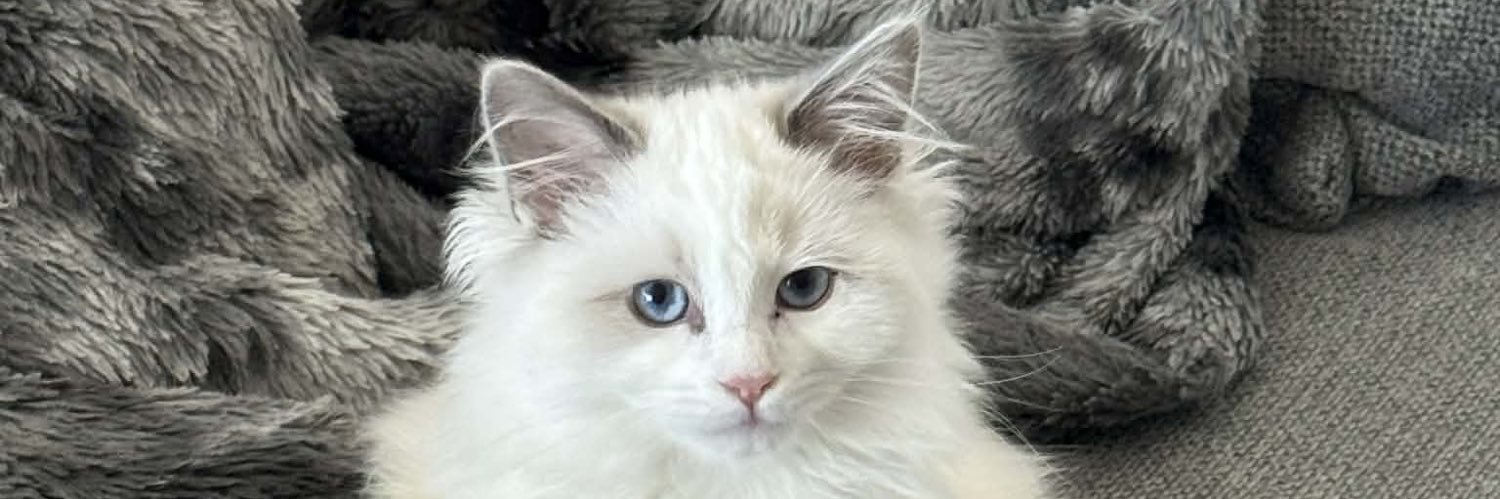 kimberliestarr's profile banner image