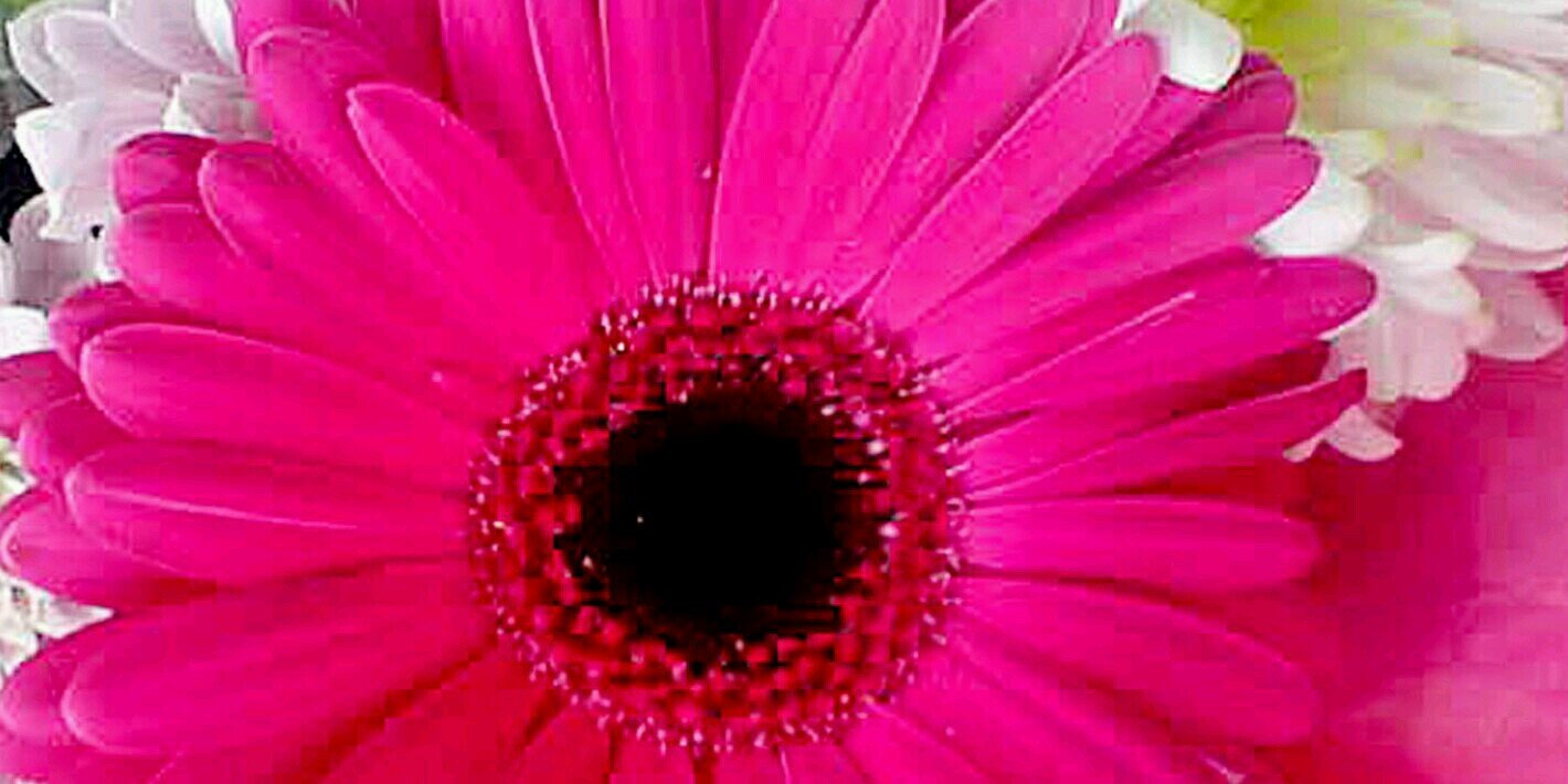 ♥ ♥ Jennifer ♥ ♥ banner