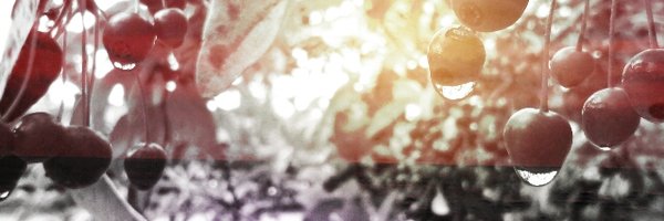 altspaces Profile Banner