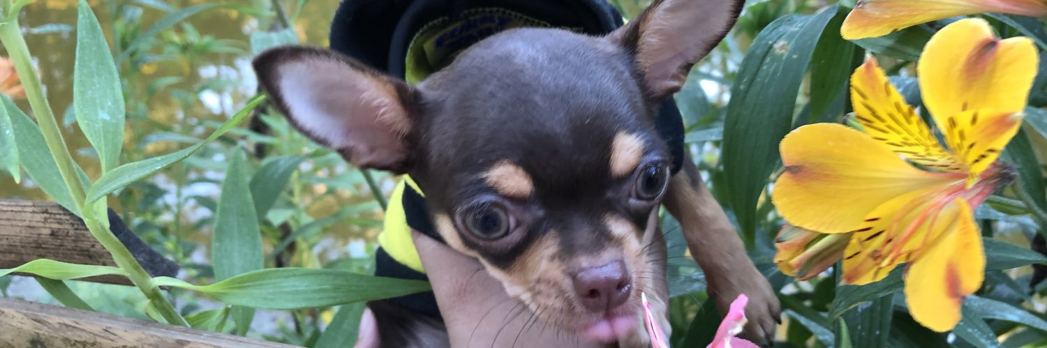 ChingDeala's profile banner image