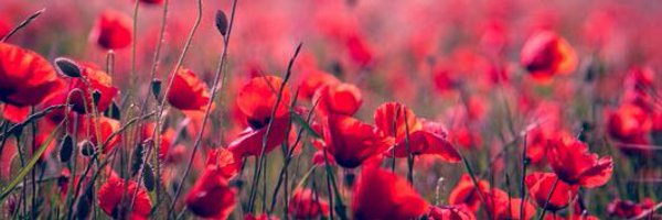 KookMcLaughlin Profile Banner