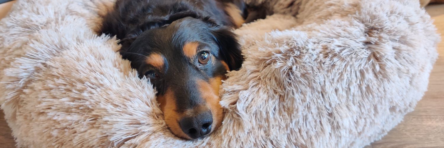 Karla with a K 🐶 banner