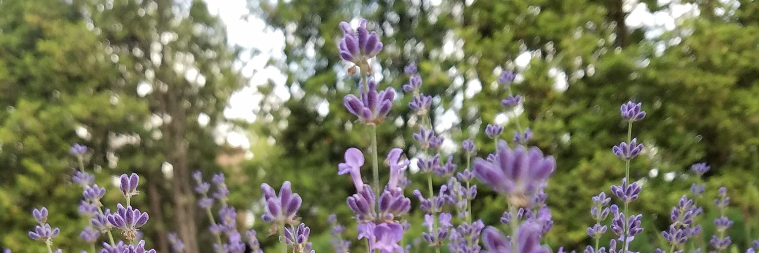 Alexander Evans banner