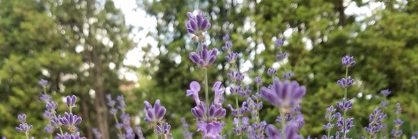 aiaevans Profile Banner