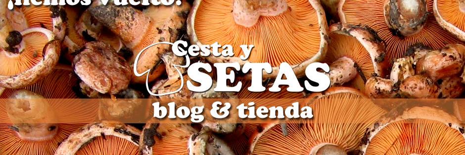 CestaySetas's profile banner image