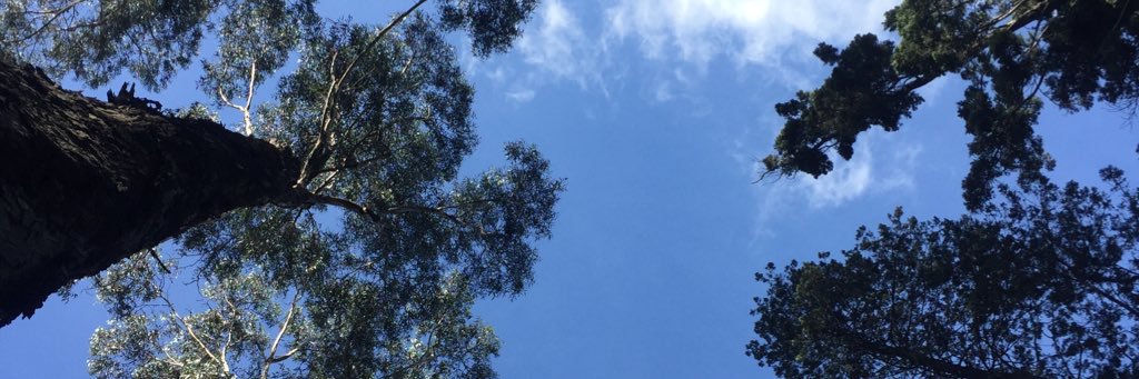 César Flechas banner