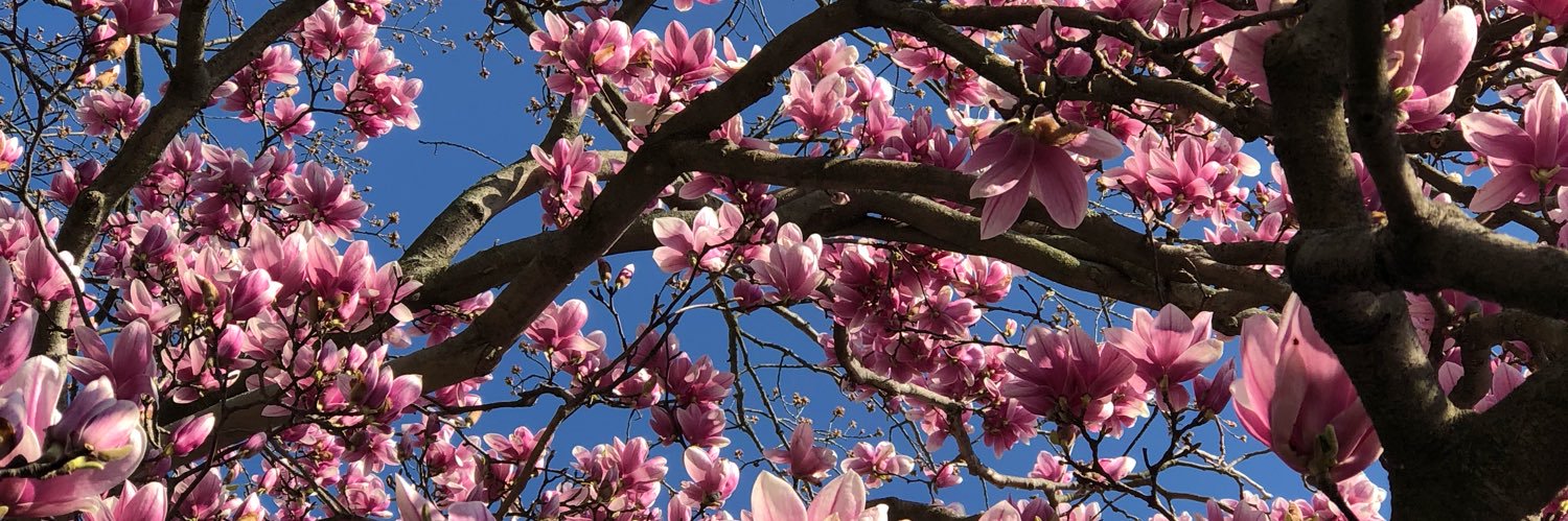 Elizabeth Mayeri banner