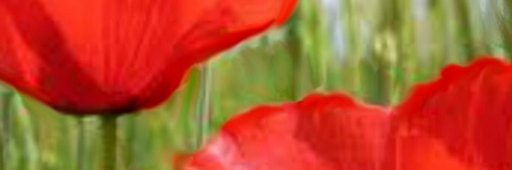 GuechoMaria's profile banner image