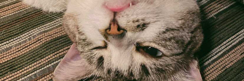 wtsbridgit's profile banner image