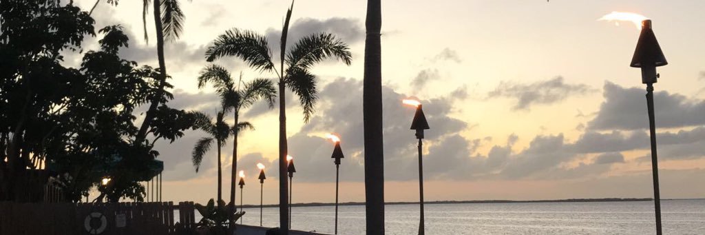 allyroseeeee's profile banner image