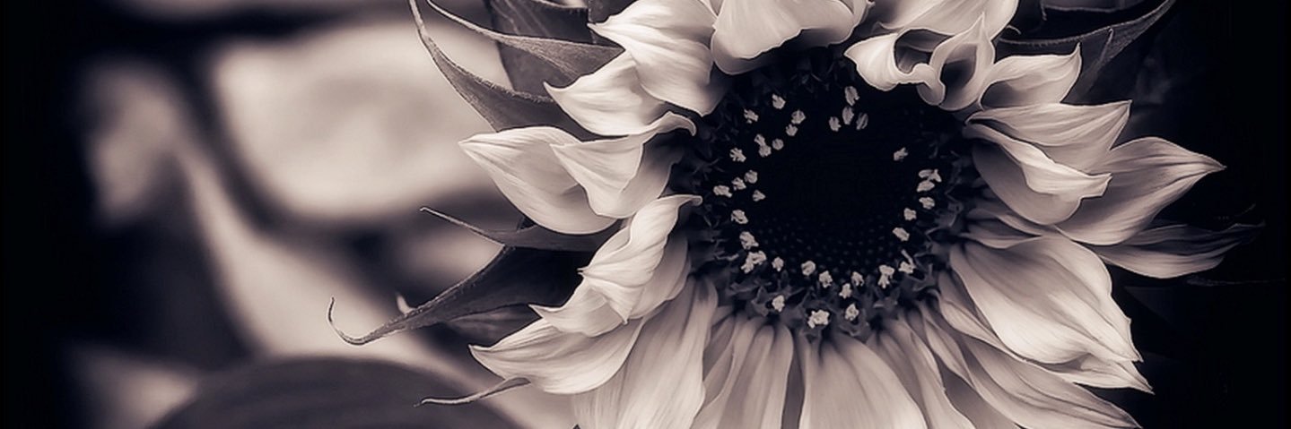 _Cassap's profile banner image