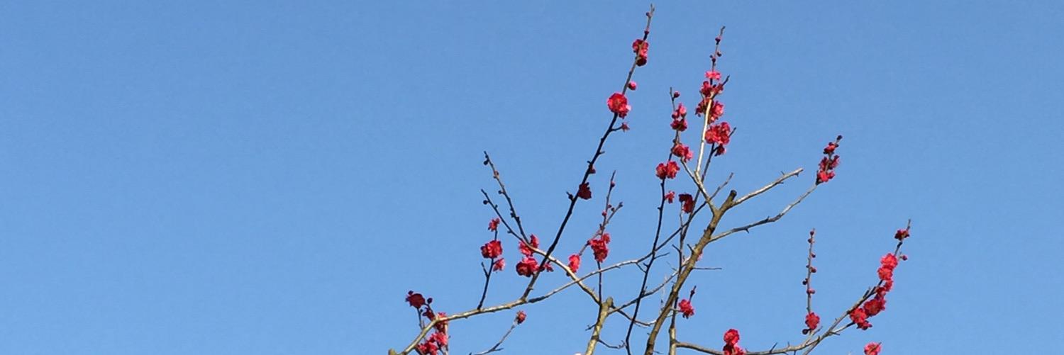 RinGo_APL's profile banner image