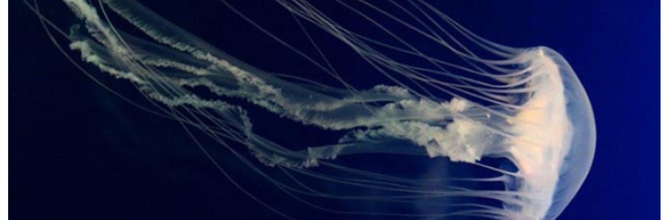 BriSilence's profile banner image