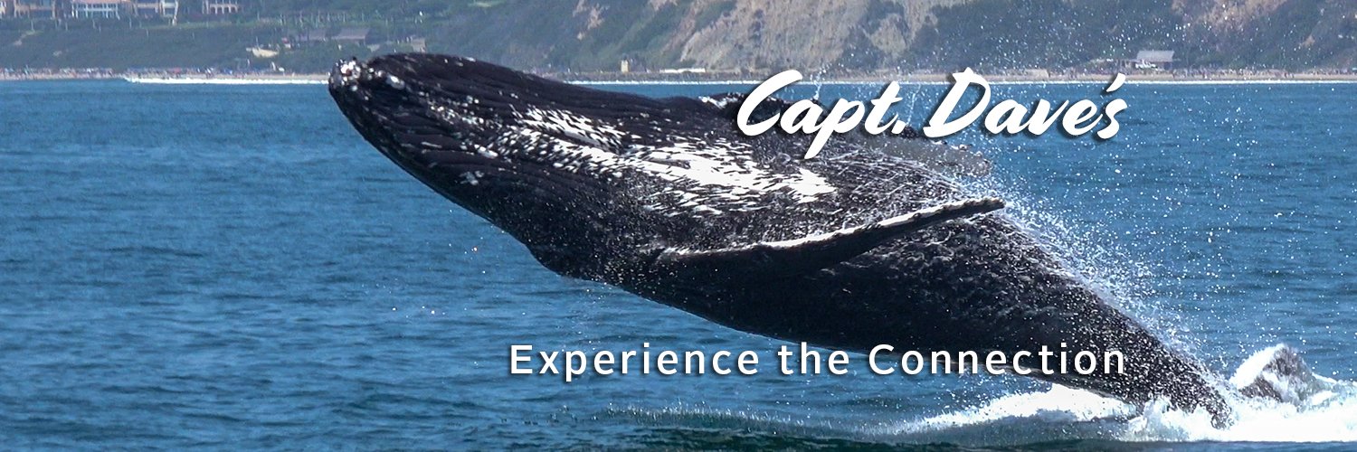 CaptDavesWhaleWatching banner