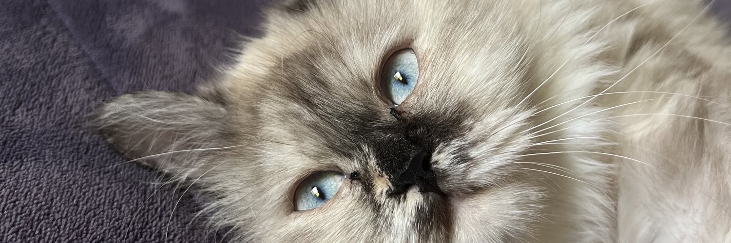 ♎️ Areej Mubarak ✨ banner
