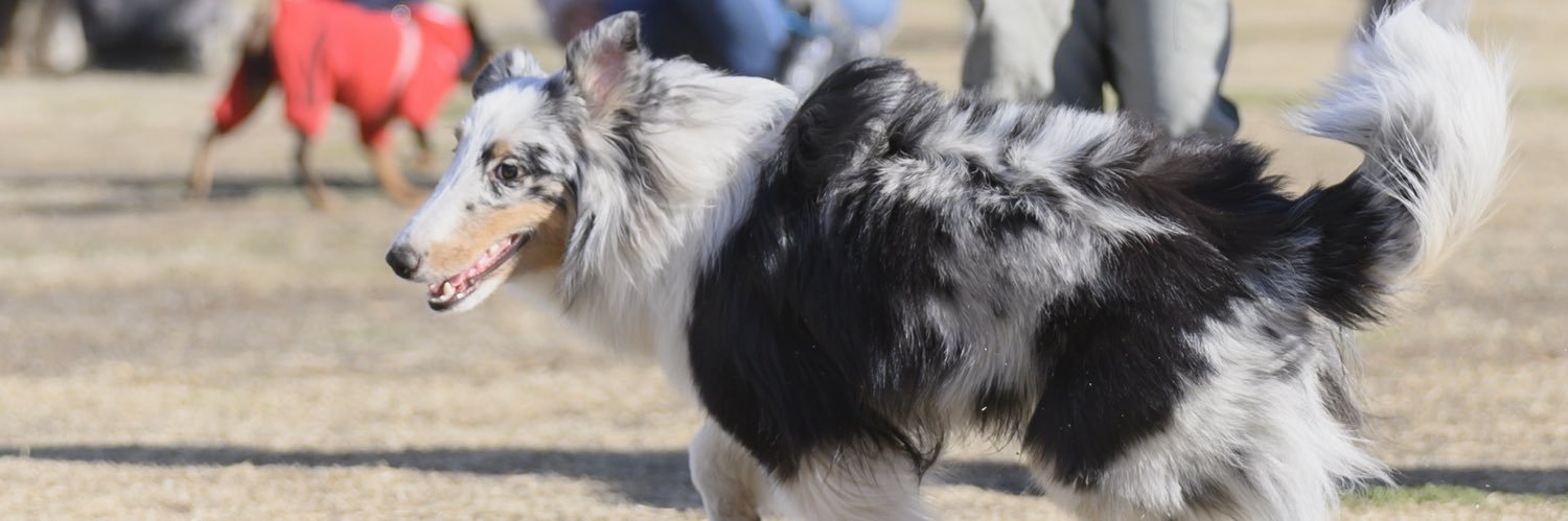 🥭大好きako banner