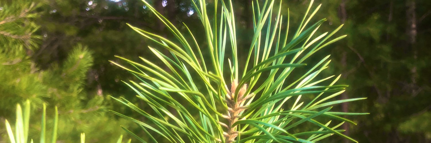 limonzerga's profile banner image