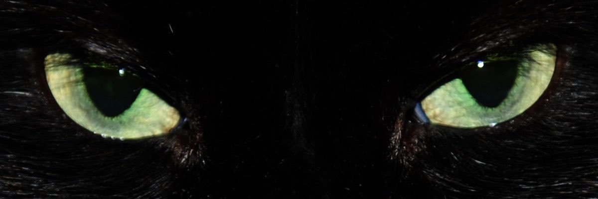 bluewildfleur's profile banner image
