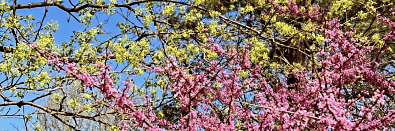 MirandaRene17's profile banner image