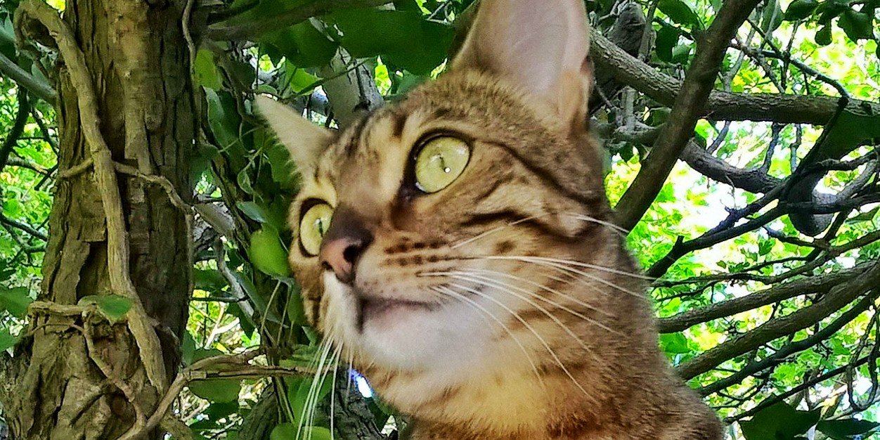 AbbottTanya's profile banner image