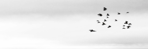 vivaladrews's profile banner image