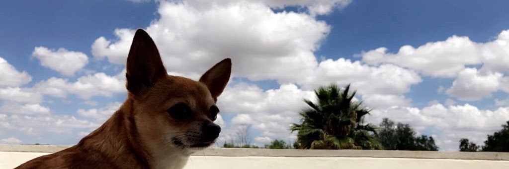 lupitarivasl's profile banner image