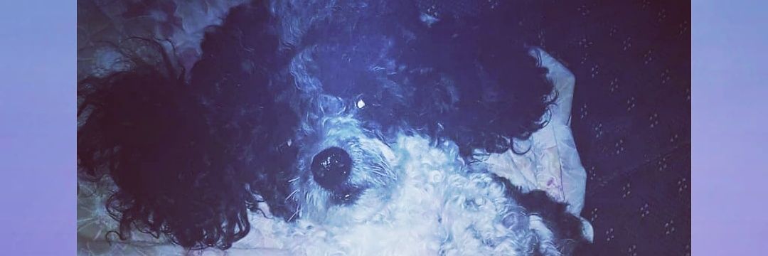 SandraRodrgue17's profile banner image