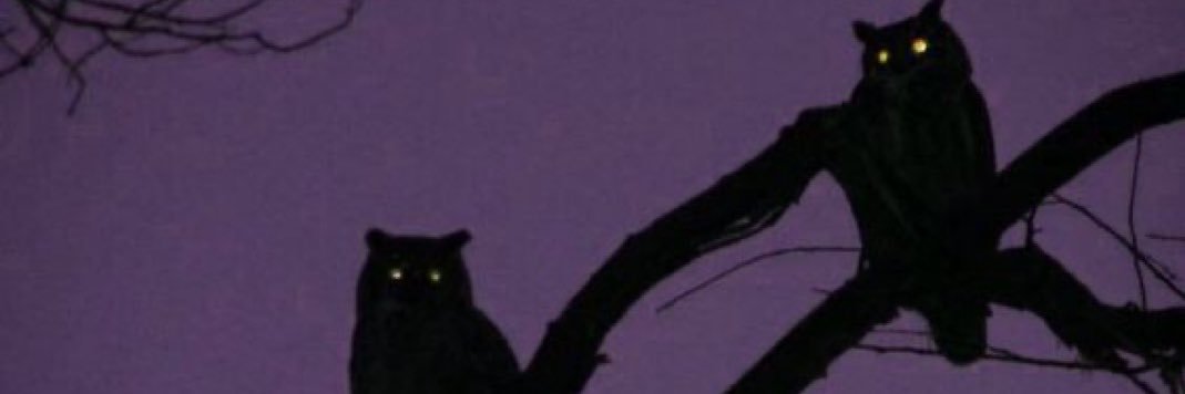 singazm's profile banner image