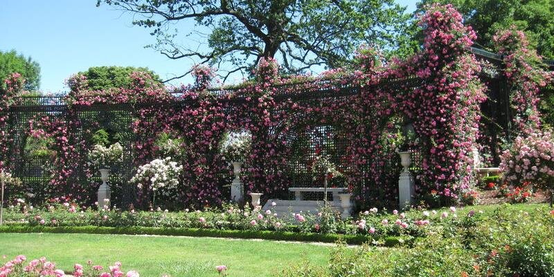 Pascal Lesselingue banner