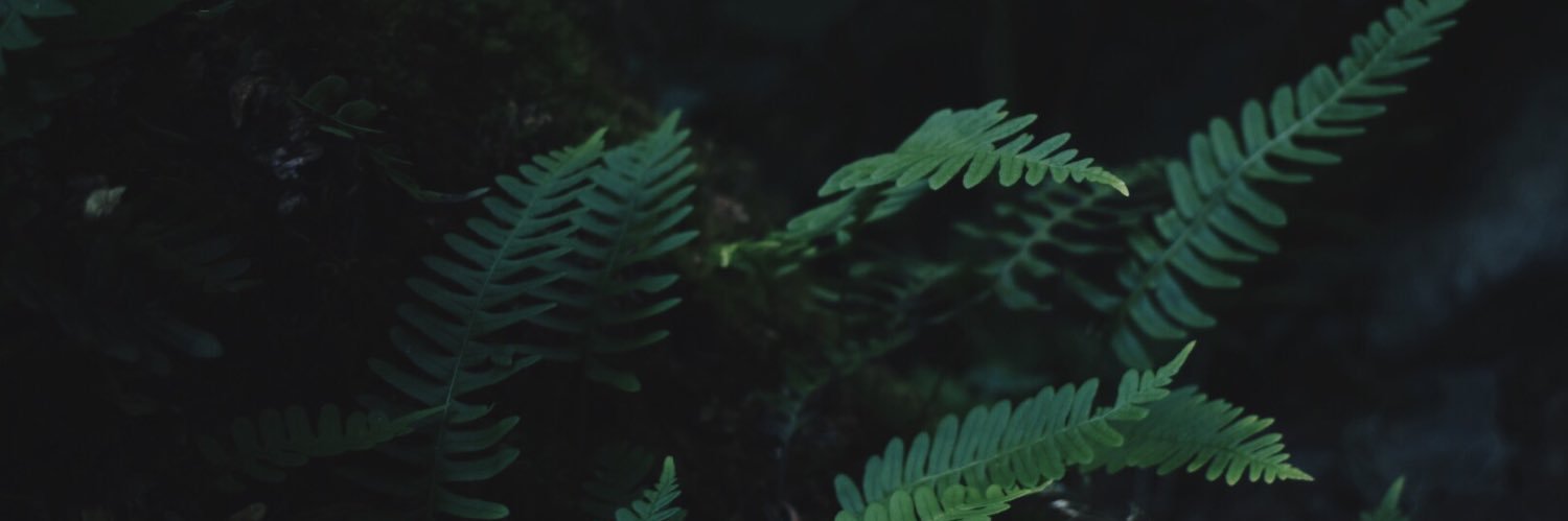 SaraFurches's profile banner image