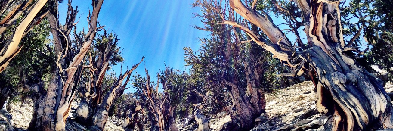 OldGrowthForest banner