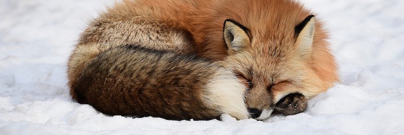 Jacopo Corbetta banner