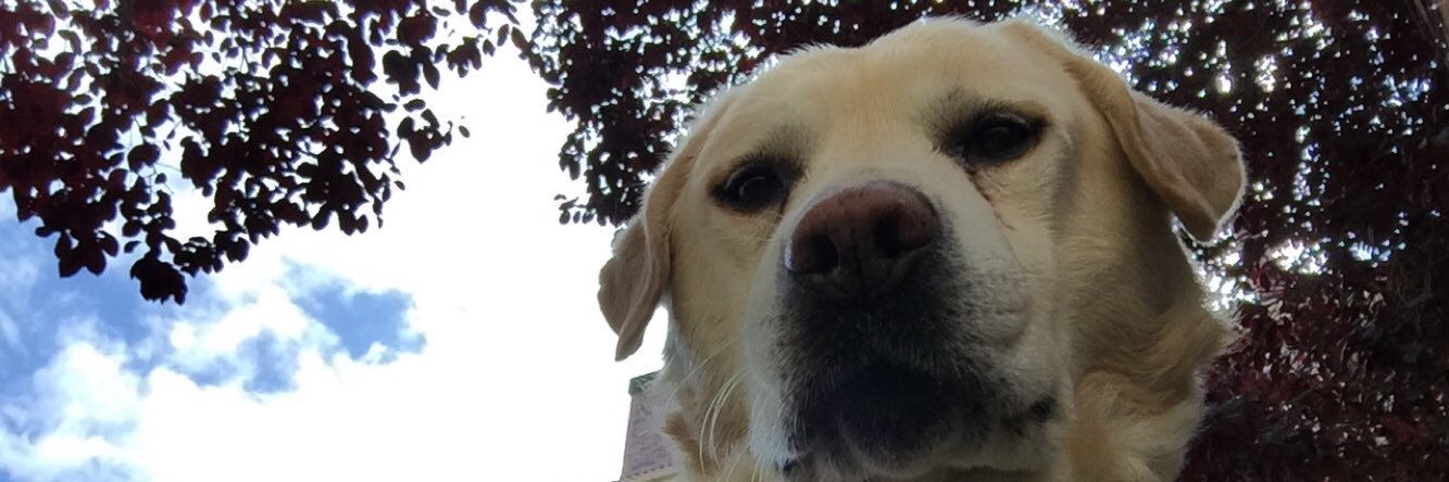 lauriis812's profile banner image