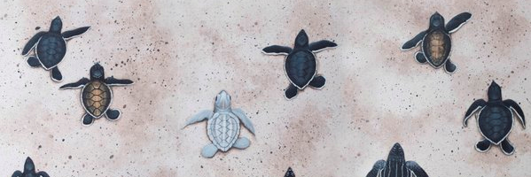 SeaturtleAlexa's profile banner image