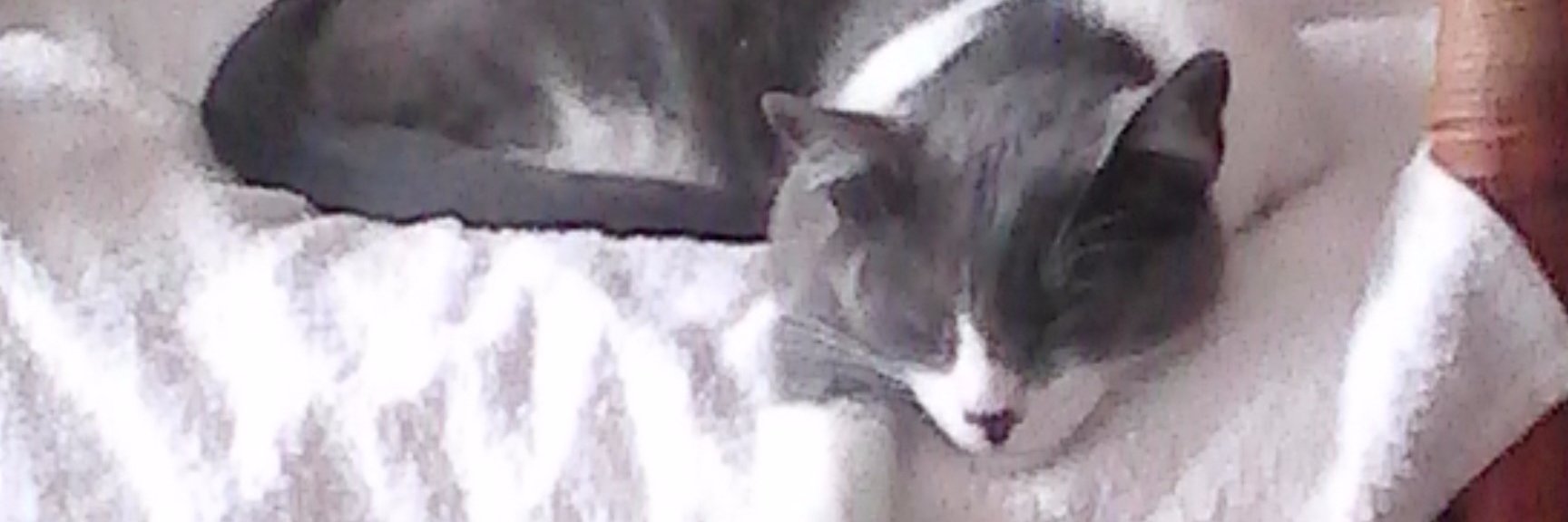 cathe2009's profile banner image